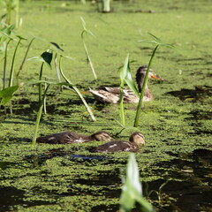 Small ducklings with wild duck swims in the green mud in a pond on the swampy water among the reed grass blades, European waterfowl birds