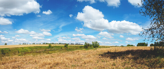 Summer landscape with field and sky