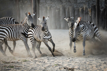 Zebra se bat 2