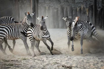 Fototapeten Zebra kämpft 2 © Marek