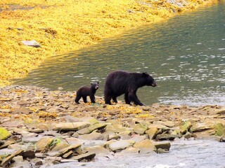black bear cub and mother walking along a lake in summer in neets bay,  alaska, near ketchikan - obrazy, fototapety, plakaty