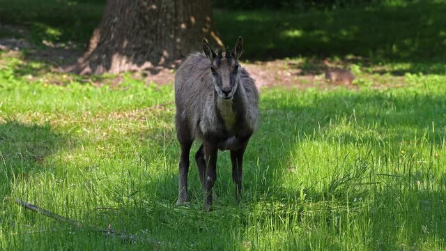 Apennine chamois, Rupicapra pyrenaica ornata, is living in the Abruzzo-Lazio-Molise National Park in Italy and the Pyrenees in Spain