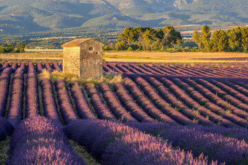The cabin of the Coulettes plan in the middle of the lavenders, Riez, plateau of Valensole