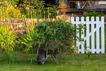 Wheelbarrow with green waste in a beautiful garden