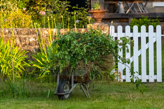 Wheelbarrow with green waste in a beautiful garden