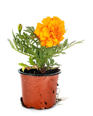 Tagetes patula in studio