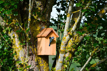 Nichoir mésange bleue