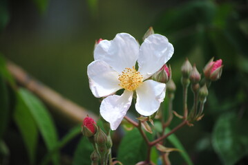wild rose flower