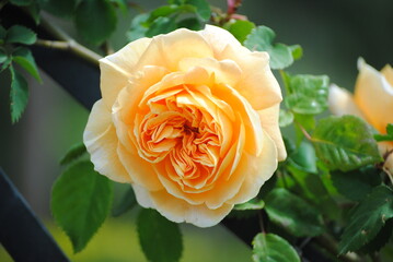 yellow rose on green