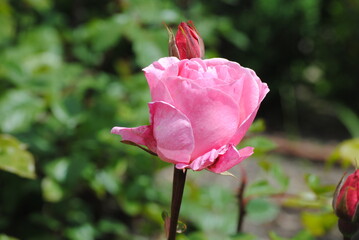 pink rose in garden