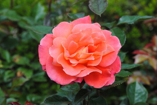 0range rose flower