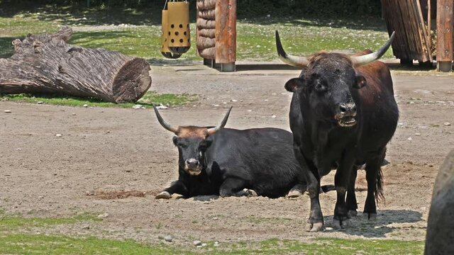 Heck cattle, Bos primigenius taurus, claimed to resemble the extinct aurochs. Domestic highland cattle seen in a German park