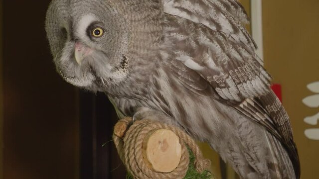 The owl sits on a perch and cleans its beak. Owl Zoo Theater, where visitors can visit the society of owls.