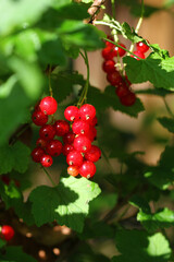Bio currant berries