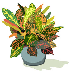 Vector illustration of home plant with beautiful decorative leaves, croton, in blue pot. Isolated on white background. © Nastasja