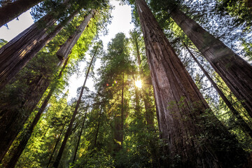 Fototapeta premium Afternoon Light on the Redwoods, Jedediah Smith State Park, Redwoods National Park, California