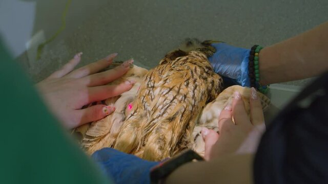 X-ray examination of an owl in a veterinary clinic.