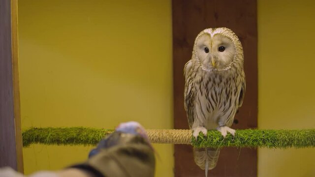 Feeding the owl. Owl Zoo Theater, where visitors can visit the society of owls.