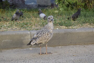 a seagull chick on the road