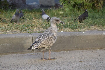 a seagull chick on the road