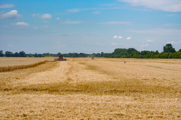 Natural golden farming landscapes. Beautiful landscapes of yellow wheat.