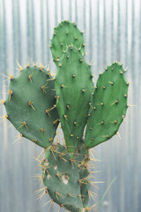 Cactus Graden
