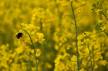 Obraz premium Close up of a bumblebee on a rape field in bloom with bright yellow blossoms, near Eschenbruch, Teutoburg Forest, North Rhine-Westphalia, Germany.
