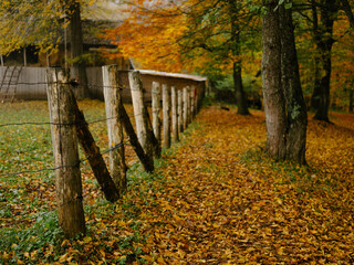 Autumn forest trees nature beauty