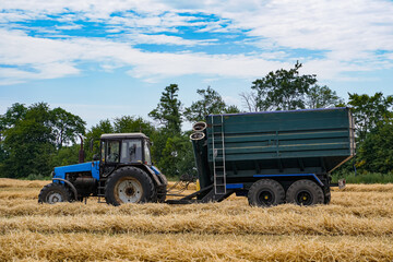 Obraz premium Agricultural transport in the field. Harvesting golden wheat.