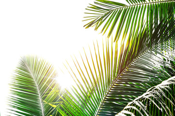 palm tree leaves