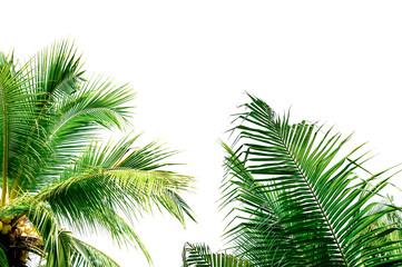 Naklejka premium palm tree isolated on white