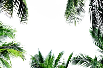 palm tree frame