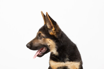 A beautiful puppy is the German shepherd, isolated on a white background. Fluffy dog close-up of brown and black color