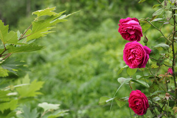 pink rose flower macro photo
