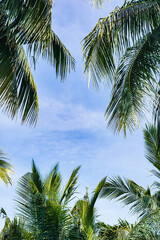 Naklejka premium palm trees on blue sky