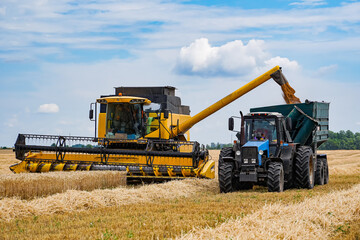 Agricultural harvest farming. Big combine harvesting a gold wheat.