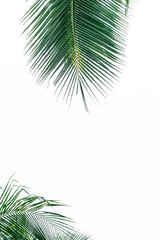 Naklejka na ściany i meble palm leaf background