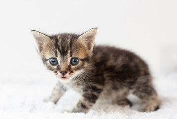 Sad little kitten isolated on white background