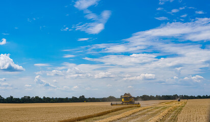 Fototapeta premium Field growth of sunny farming. Agricultural yellow wheat harvesting.