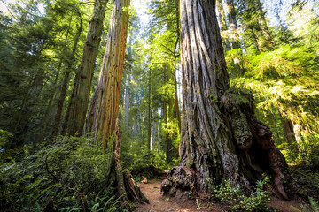 Afternoon Light on the Redwoods, Jedediah Smith State Park, Redwoods National Park, California