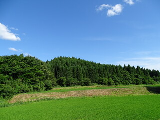 Obraz premium 初夏の農村風景