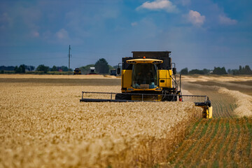 Obraz premium Harvesting agricultural landscape by big combine. Farming gold wheat combine harvester.