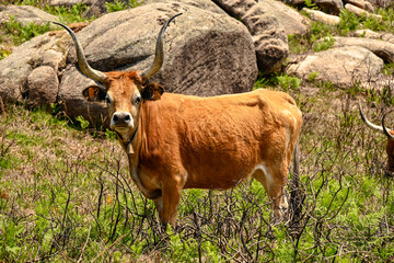 Cachena cow grazing between granite boulders, Prado de Gamil, Trilho das Silhas dos Ursos hike,...