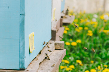 Bees hive in a dandelion field. Retro - grainy style.