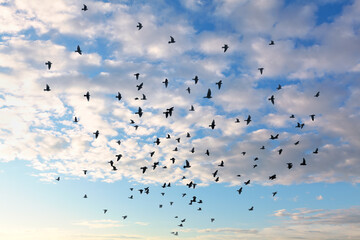 Birds flying under the clouds