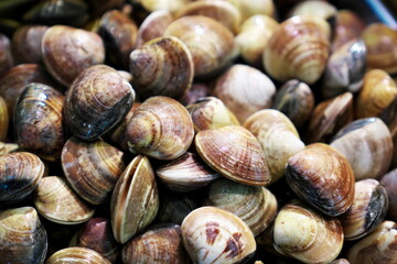 シジミの量り売り