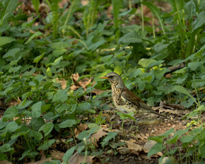 bird in the grass