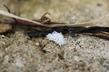 scymninae white insect macro photo
