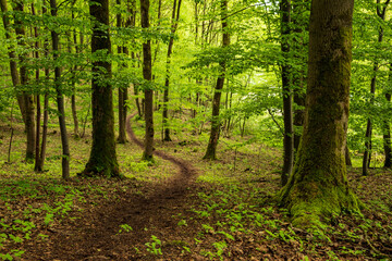 Obraz premium Winding path through a beech forest in spring, section of the 