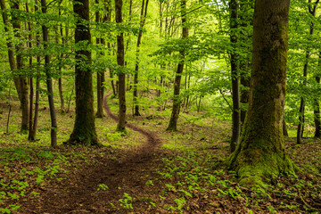 Winding path through a beech forest in spring, section of the "Burgensteig X2" hiking trail, near Eschenbruch, Teutoburg Forest, North Rhine-Westphalia, Germany.